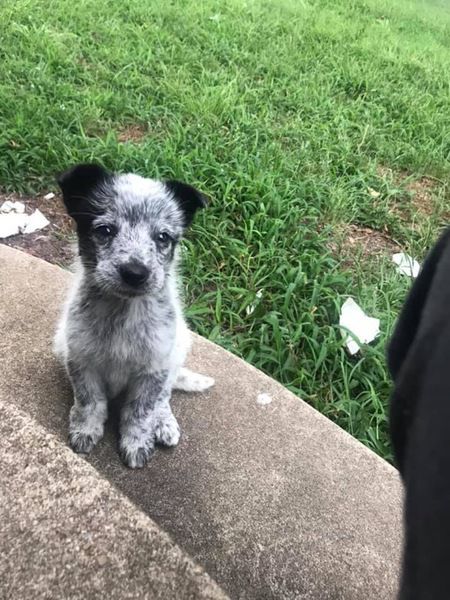 Deputies rescue abandoned dogs, search for owner